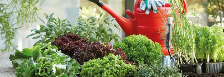 Verschiedene Salate und Kräuter in einem Hochbeet